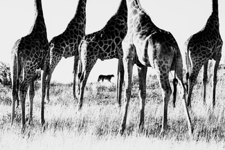 Art in Wildlife Art in Wildlife