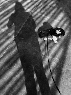 Shadow Play Shadow Play