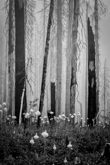 Burnt Forest, No. 2 Burnt Forest, No. 2