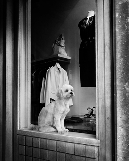 Fashiondog Fashiondog