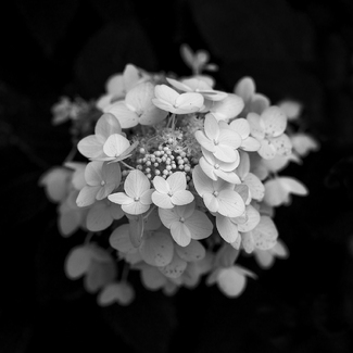 Hydreangea Hydreangea