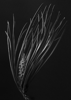 Pinus Pinea Pinus Pinea