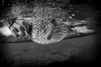 Dangerous Food Dangerous Food