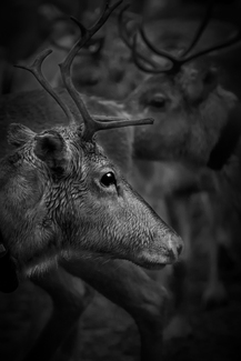 Reindeer herd in autum Reindeer herd in autum