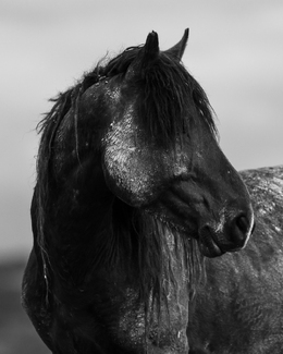 The Great Stallion The Great Stallion