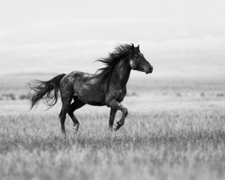 Running Stallion