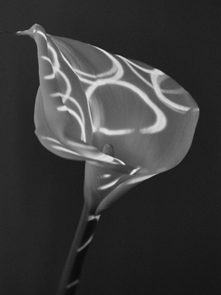 Plate 23, Strands of Light and Shadow Plate 23, Strands of Light and Shadow