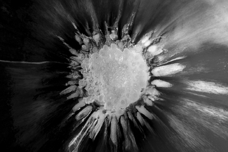 Severed Allium Severed Allium