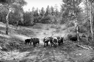 Punching Cattle Punching Cattle