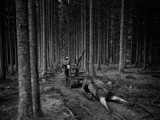 The King of the Forest is Down The King of the Forest is Down