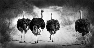 Ostriches_South Africa Ostriches_South Africa
