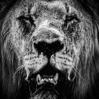 Big Cat In The Wild Up Close 2 Big Cat In The Wild Up Close 2