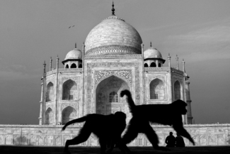 Taj Mahal & Monkey