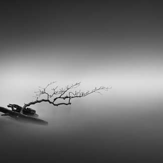 Bent Tree of Morotai Bent Tree of Morotai