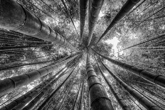 Bamboo Forest Bamboo Forest