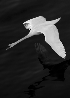 Swan Mirror Swan Mirror