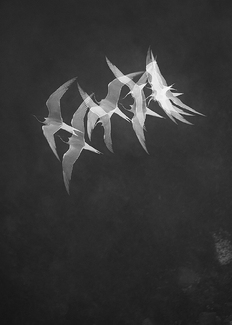 Uncommon Tern Uncommon Tern