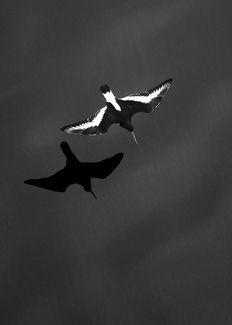 Flight Over Calm Waters Flight Over Calm Waters
