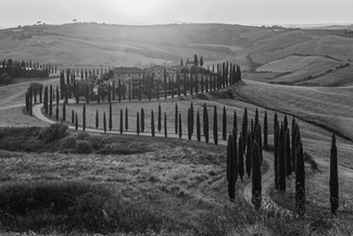 Cypress sonata Cypress sonata