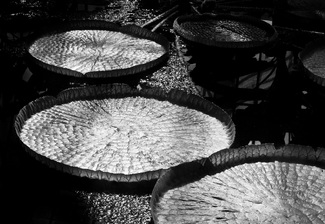 Amazon Water Lillies  Amazon Water Lillies