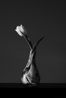 White Tulip in Vase White Tulip in Vase