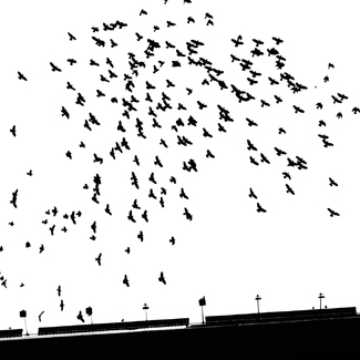 Flying birds Flying birds