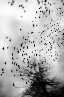 Flock of birds Flock of birds