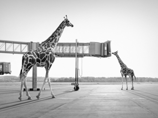 Lost Animals, Giraffes in Zurich