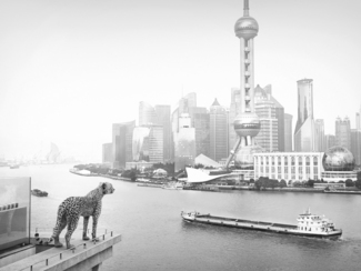 Lost Animals, Cheetah in Shanghai