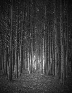 Dead Forest Dead Forest