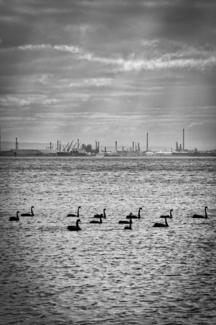Swans and Shell