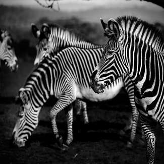 The Feel Of Black & White The Feel Of Black & White