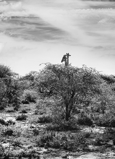 Giraffe Tree Giraffe Tree