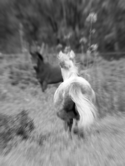 Wisdom-From Nomadic Horses Series Wisdom-From Nomadic Horses Series