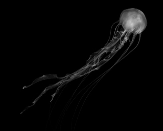 Into the Depths Into the Depths
