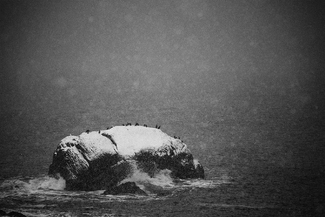 Cormorants Cormorants