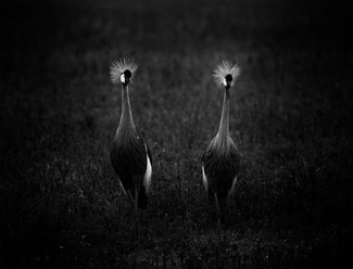 Bird Couple II Bird Couple II