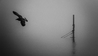Seagul in Fog Seagul in Fog