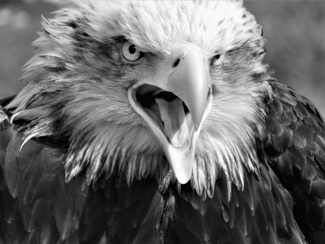 Ferocious eagle