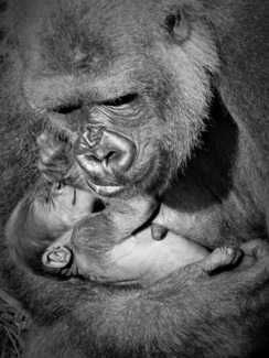 Gorilla maternity