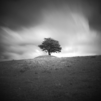 The Lonely Tree