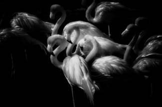 Flamingos at Night