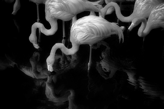 Four Flamingos Four Flamingos