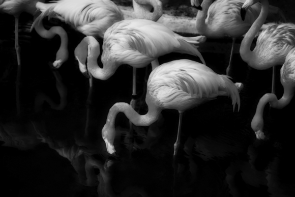 Seven Flamingos