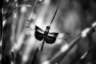 Dragonfly Summer