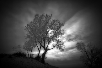 Moon Caught in Tree Moon Caught in Tree