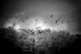 Crows and Buzzards, Caddo Lake Crows and Buzzards, Caddo Lake