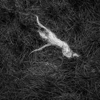 Woollen Being Woollen Being