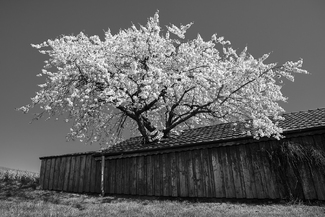 Springtime Springtime