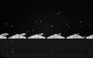 Night Birds